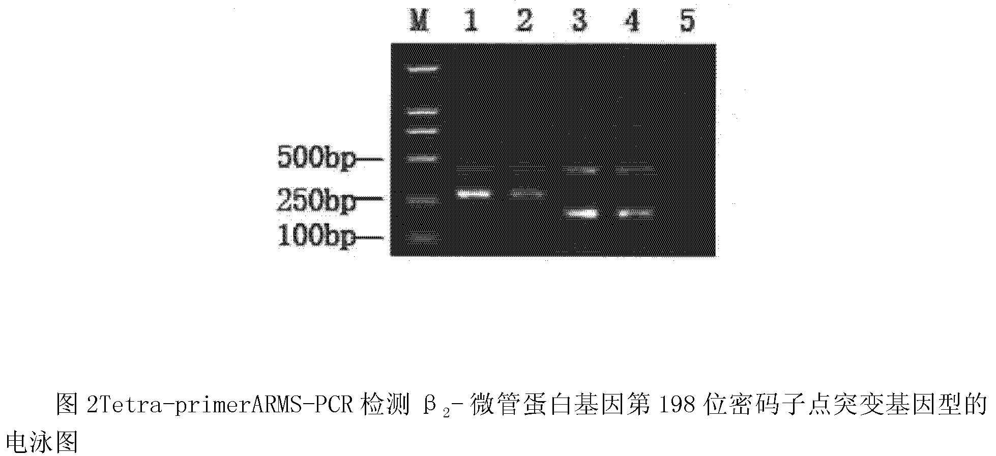 Genotyping detection method of drug resistance to Sanmate of Fusarium graminearum