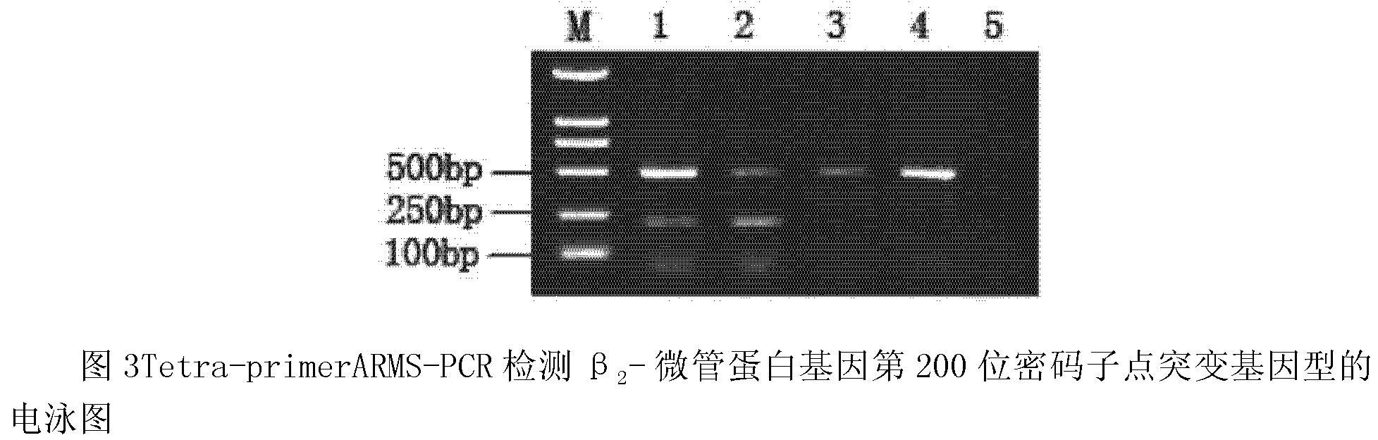 Genotyping detection method of drug resistance to Sanmate of Fusarium graminearum