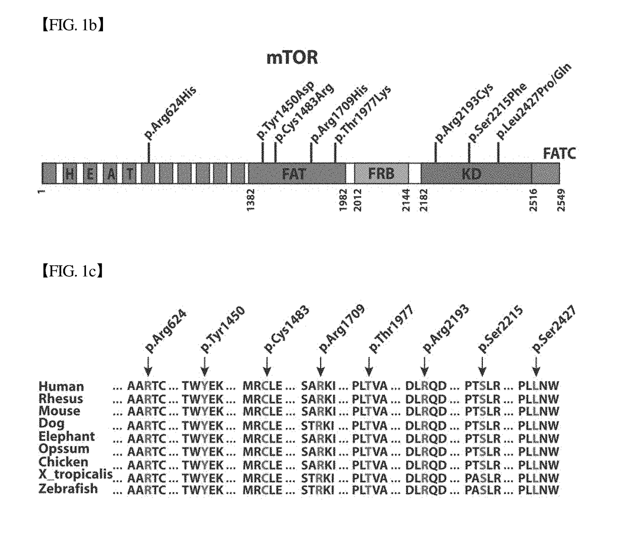 COMPOSITION FOR PREVENTION OR TREATMENT OF INTRACTABLE EPILEPSY COMPRISING mTOR INHIBITOR