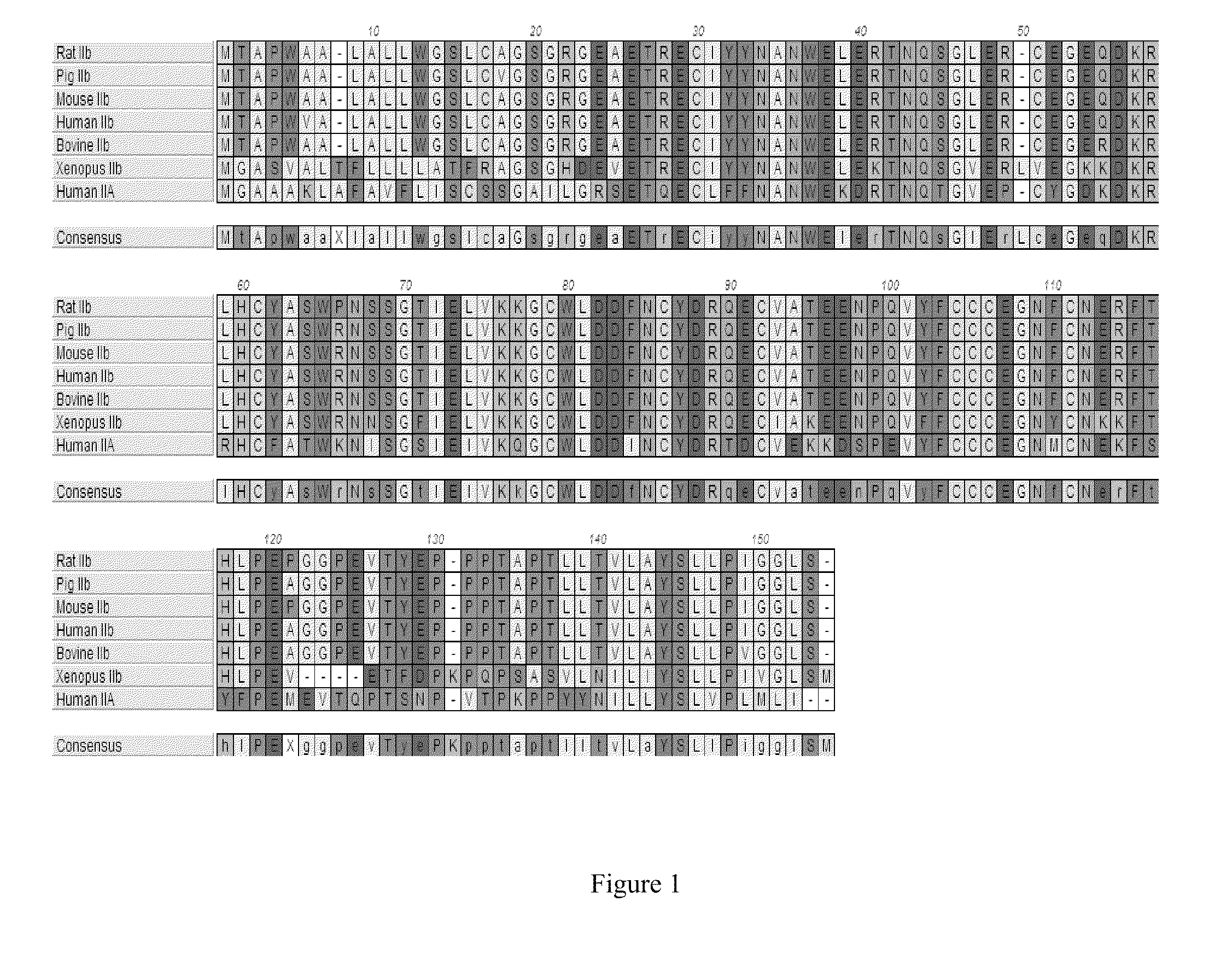 Actriib antagonists and dosing and uses thereof