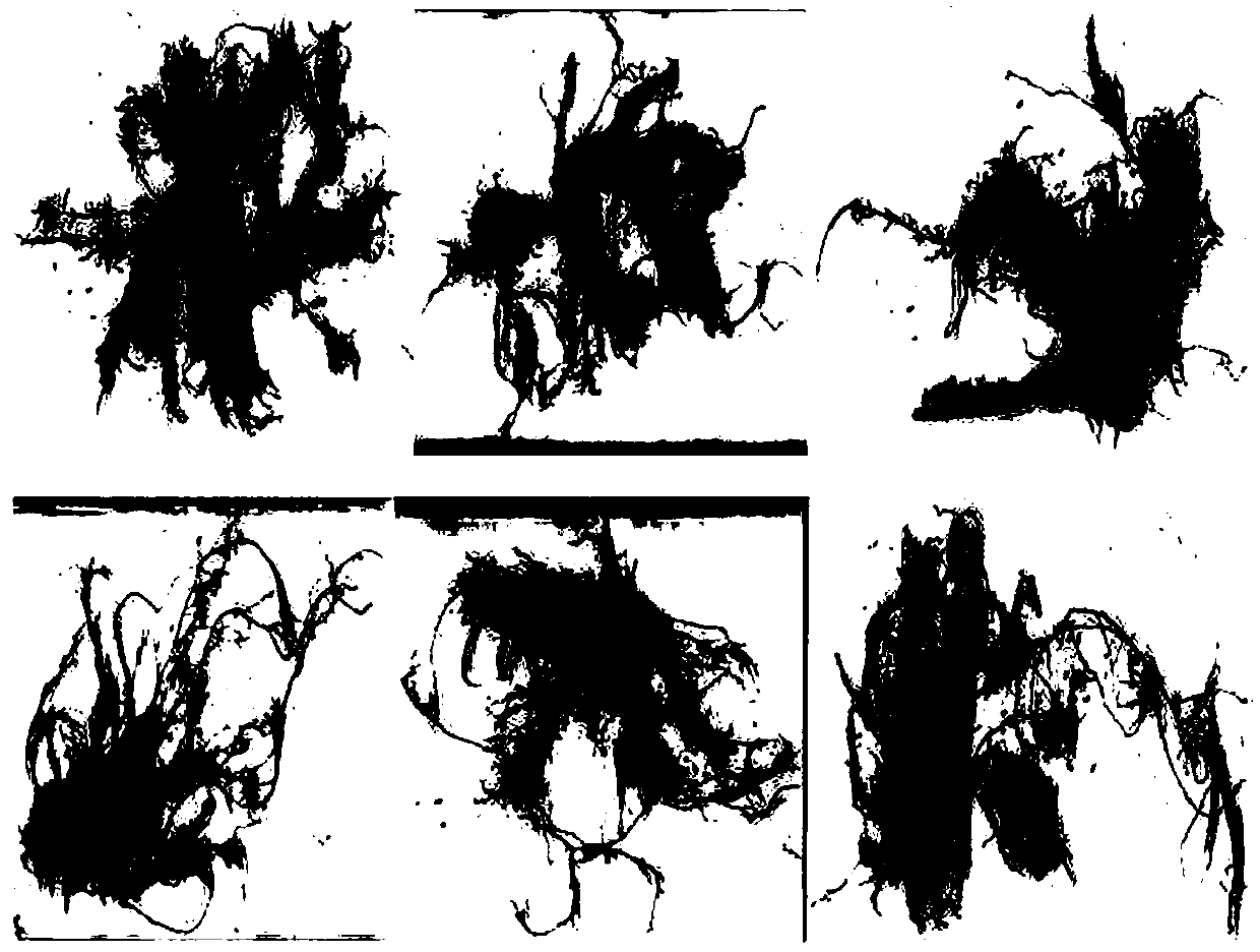 Endophytic fungus J12 for promoting growth of casuarina equisetifolia in low-phosphorus environment