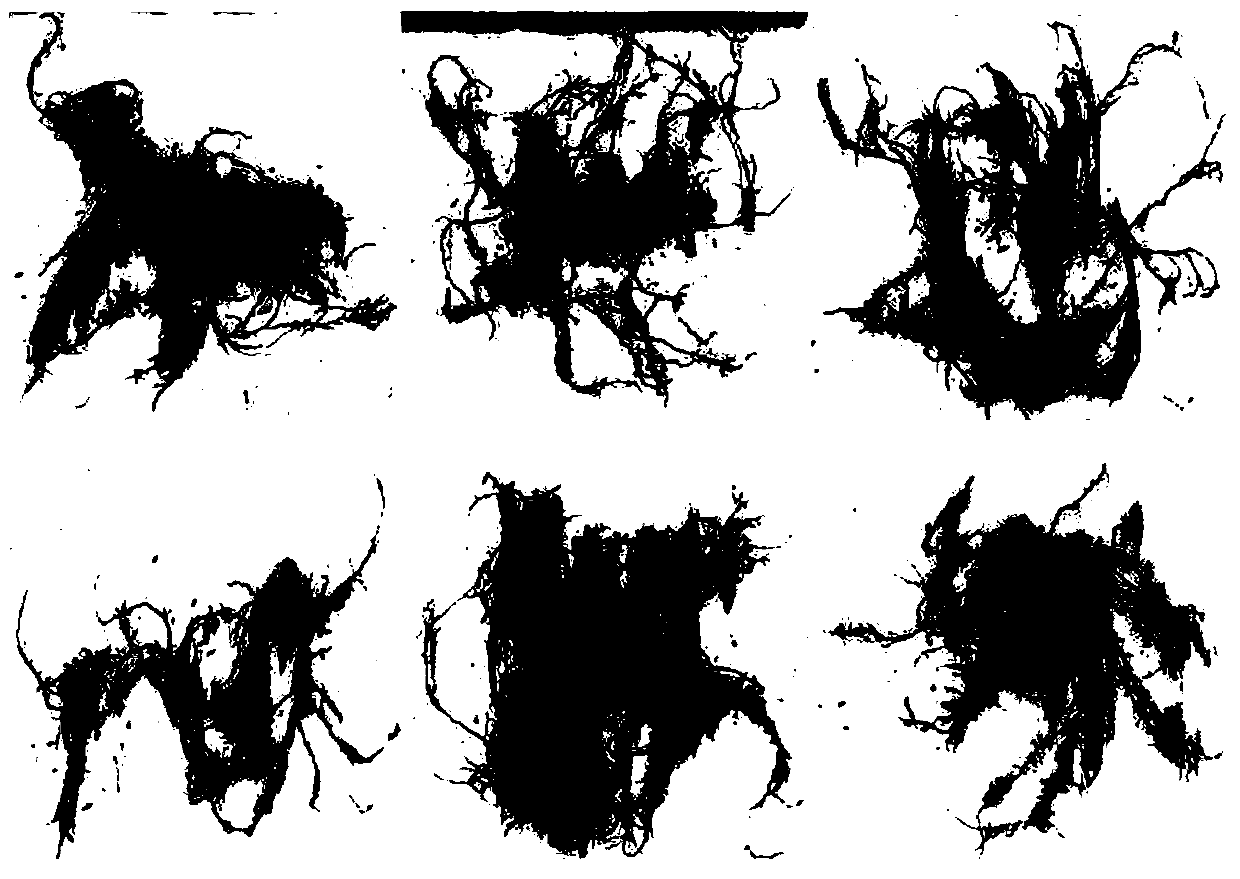 Endophytic fungus J12 for promoting growth of casuarina equisetifolia in low-phosphorus environment