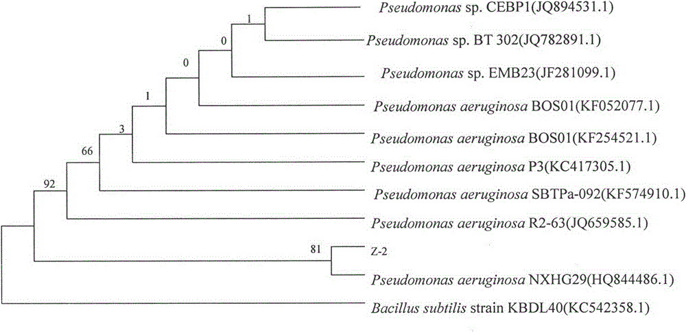 A Novel Seawater Fermentation Strain Producing Biosurfactant