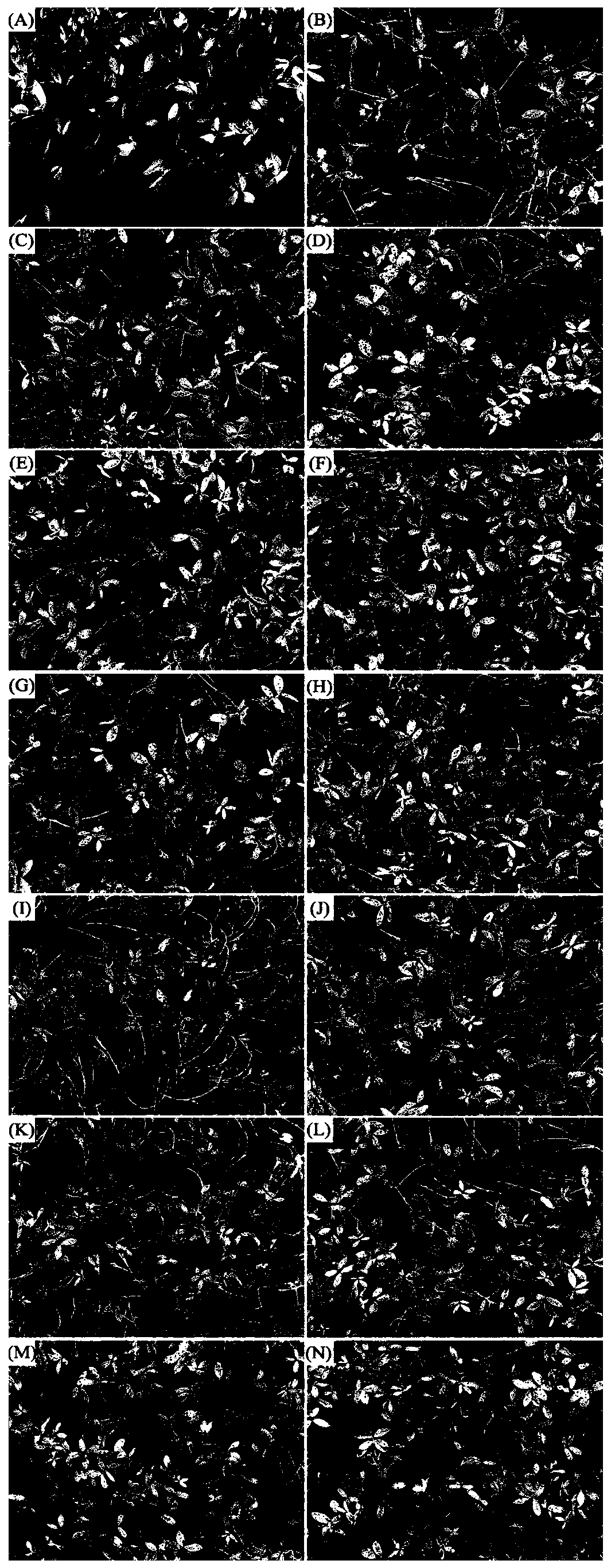 Composite biological stimulant for delaying senescence and death of leaves in middle and late growth stages of peanuts