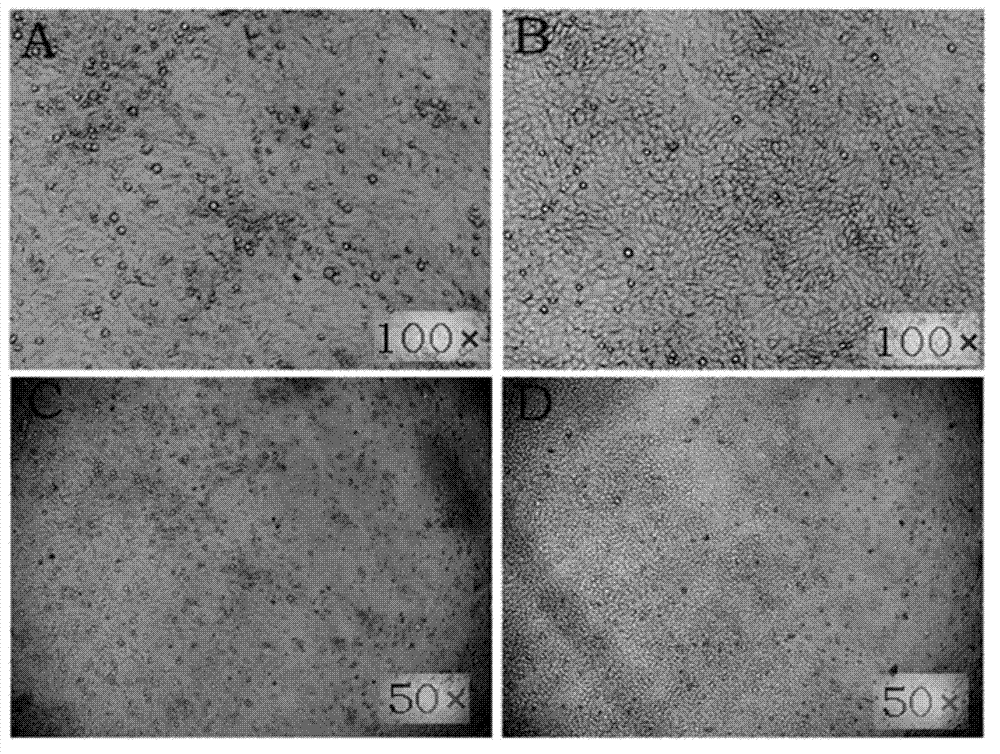 Primer group and kit for detecting avian Borna virus, and usage method thereof