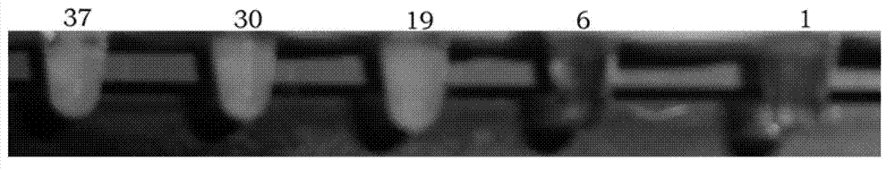 Primer group and kit for detecting avian Borna virus, and usage method thereof