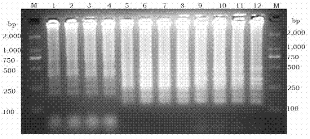 Primer group and kit for detecting avian Borna virus, and usage method thereof