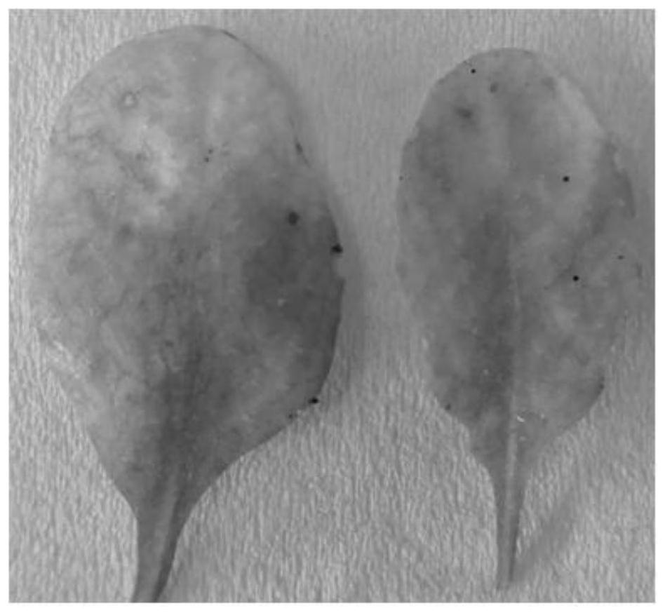 Application of arabidopsis transcription factor AT5G59820 gene in cultivation of disease-resistant transgenic plants