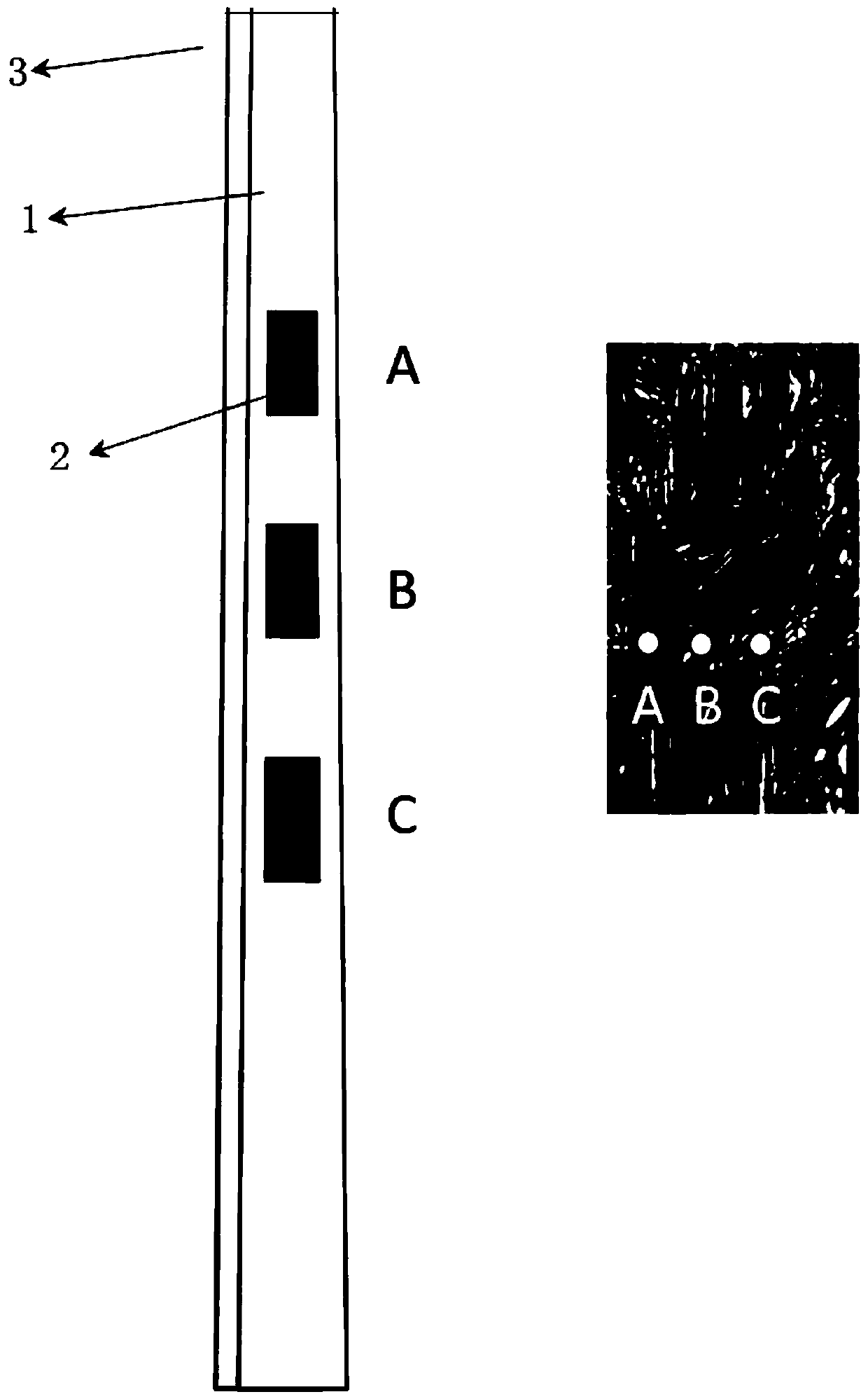 System and method for recognizing handwritten fonts