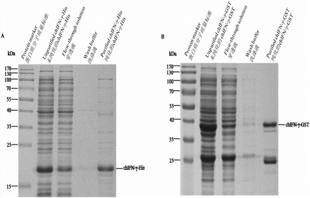 Method and special kit for detecting content of avian gamma-interferon (IFN-gamma)