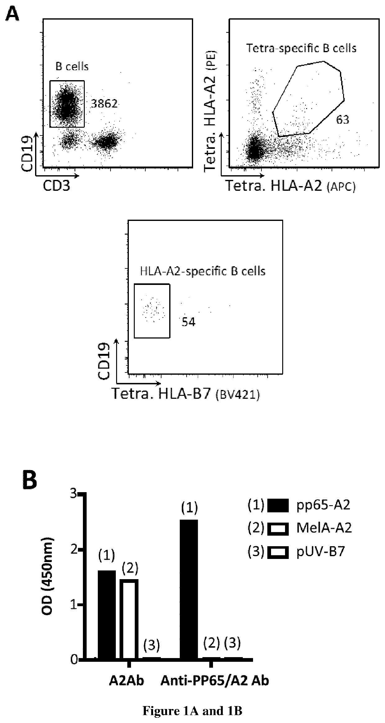 Methods and kits for generating and selecting a variant of a binding protein with increased binding affinity and/or specificity