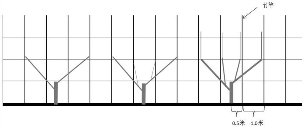 A pruning method of planar four-main-branch tree shape and its application in cultivation