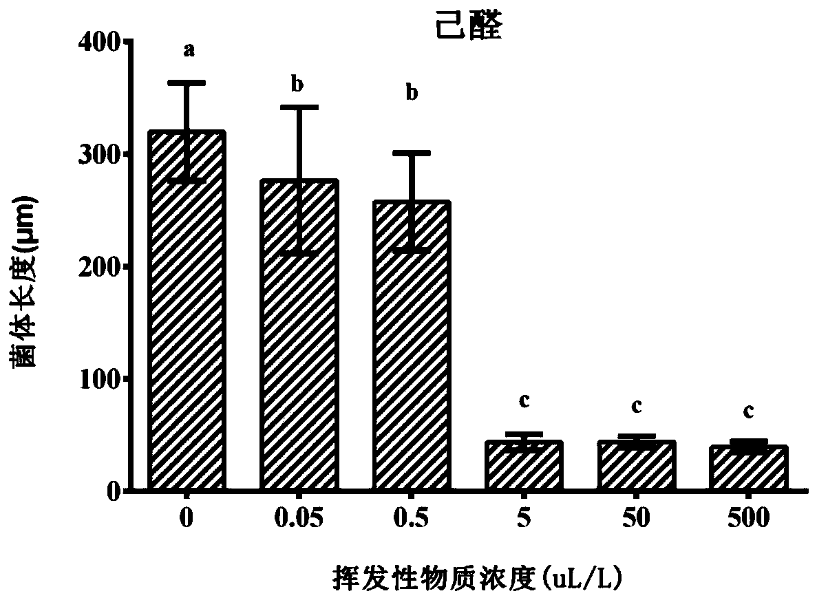 Application of C6 Aldehyde Volatile Substances in the Inhibition of Strawberry Coccidioides