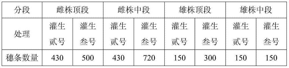 Cuttage propagation method for North American holly branches