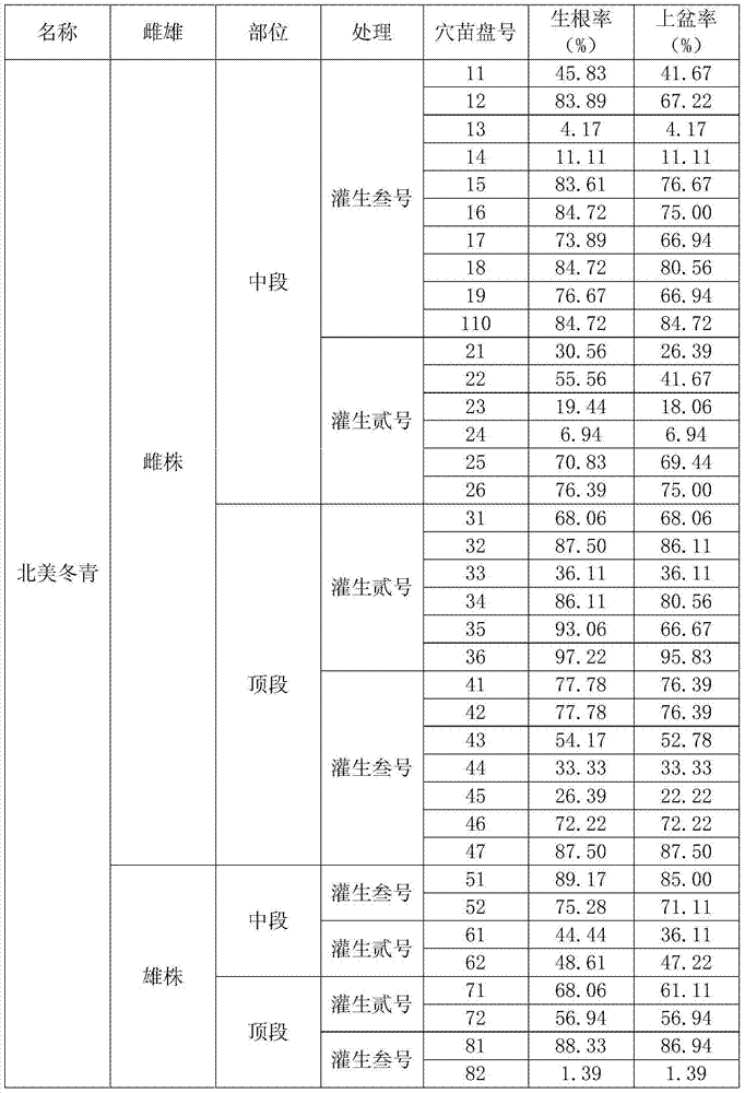 Cuttage propagation method for North American holly branches