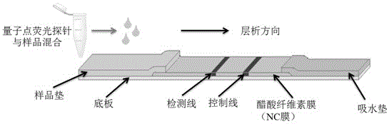 Quantum dot and immunochromatography test strip rapid detection method for beta-stimulant multiresidue