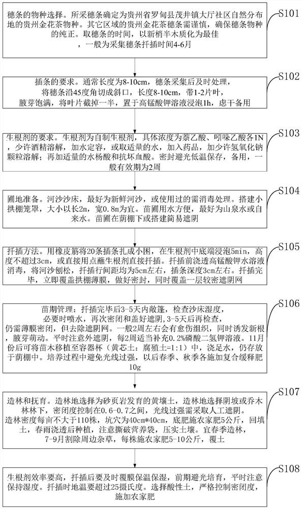 Fast seedling culture and cultivation method for camellia nitidissima