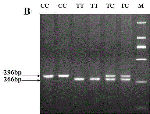 Molecular marker related to pig muscle pH value character and application thereof