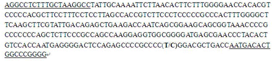 Molecular marker related to pig muscle pH value character and application thereof