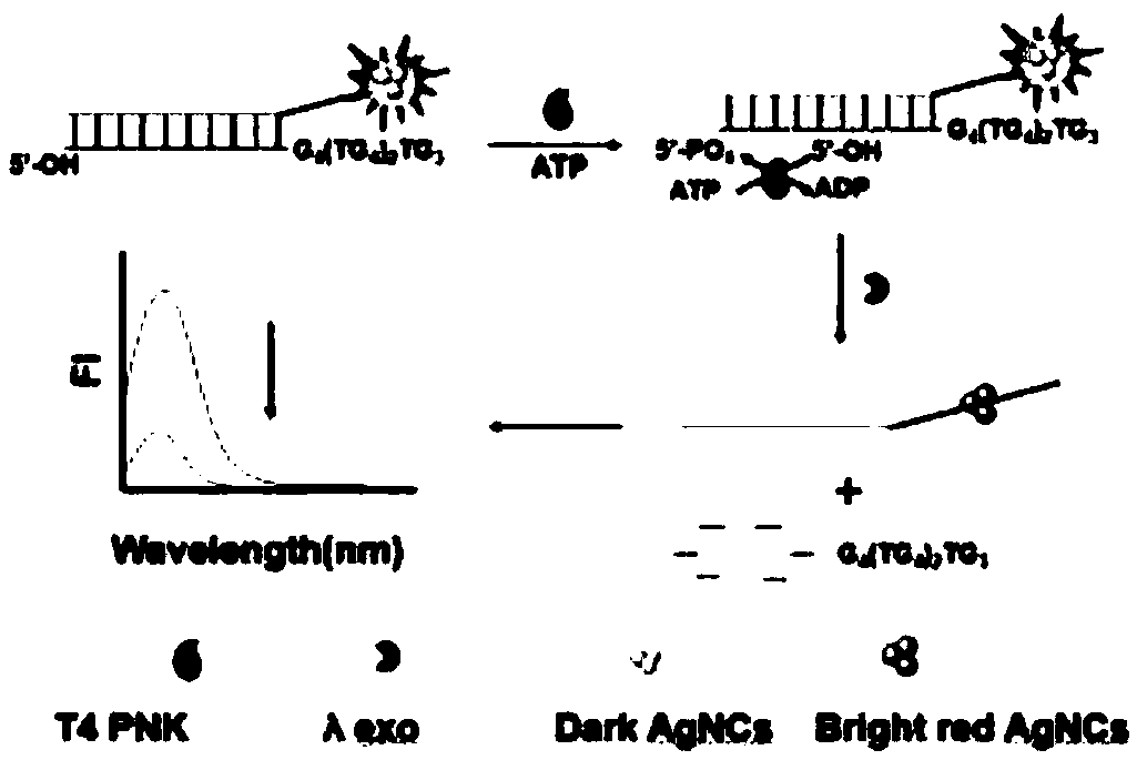 Silver nanocluster fluorescent probe based T4 polynucleotide kinase activity detecting method