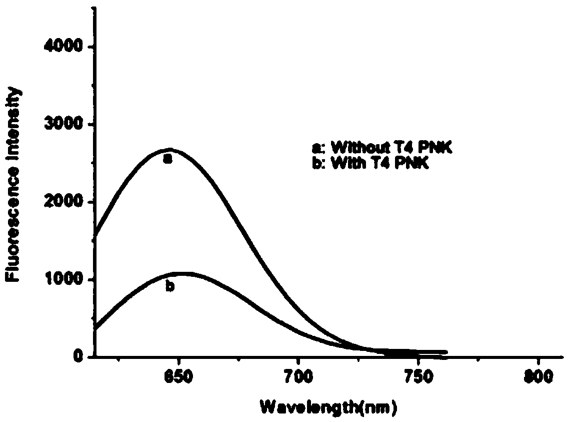 Silver nanocluster fluorescent probe based T4 polynucleotide kinase activity detecting method