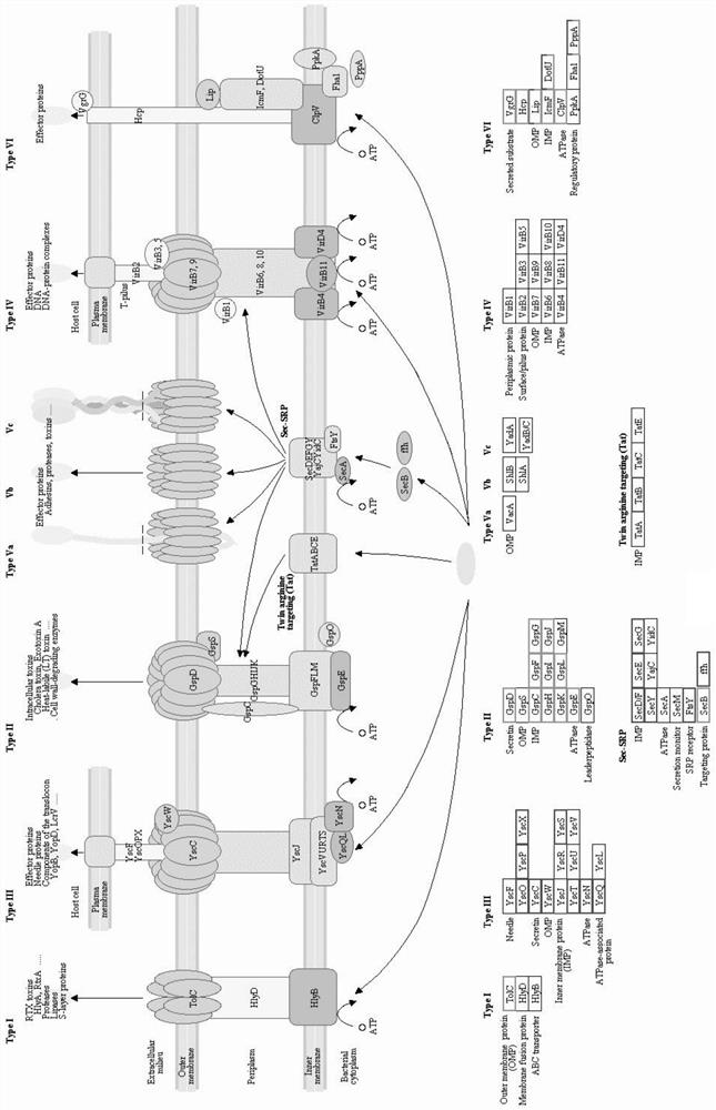 Application of diallyl trisulfide to preparation of preparation for inhibiting pseudomonas aeruginosa secretion systems