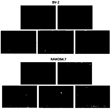 Preparation method and application of marine fungi aspergillus terreus butyrolactone compound butyrolactone-I