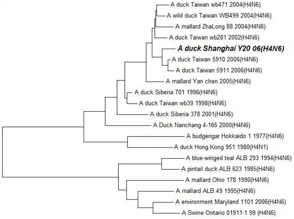 Duck-sourced H4N6 subtype avian influenza virus strain and application thereof