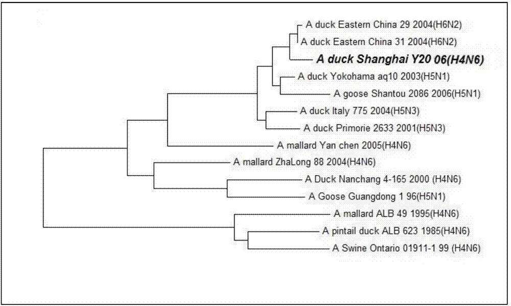 Duck-sourced H4N6 subtype avian influenza virus strain and application thereof