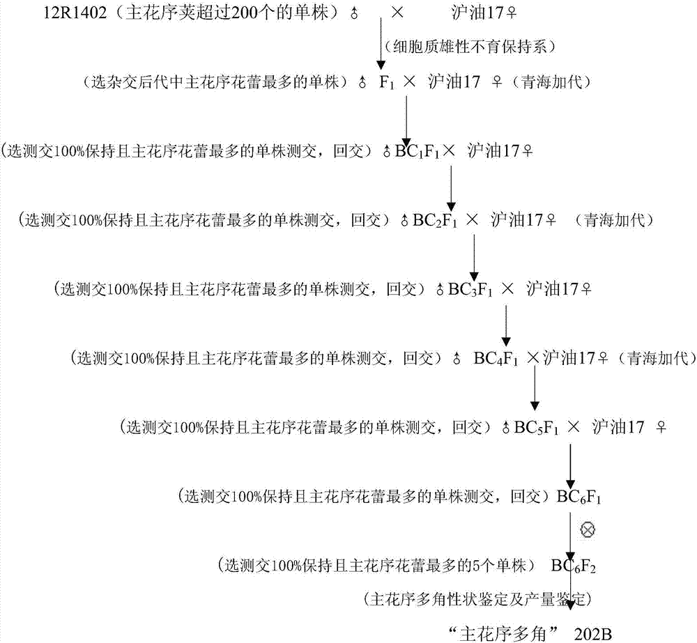 A kind of breeding method of the main inflorescence Brassica oleracea type hybrid rapeseed combination