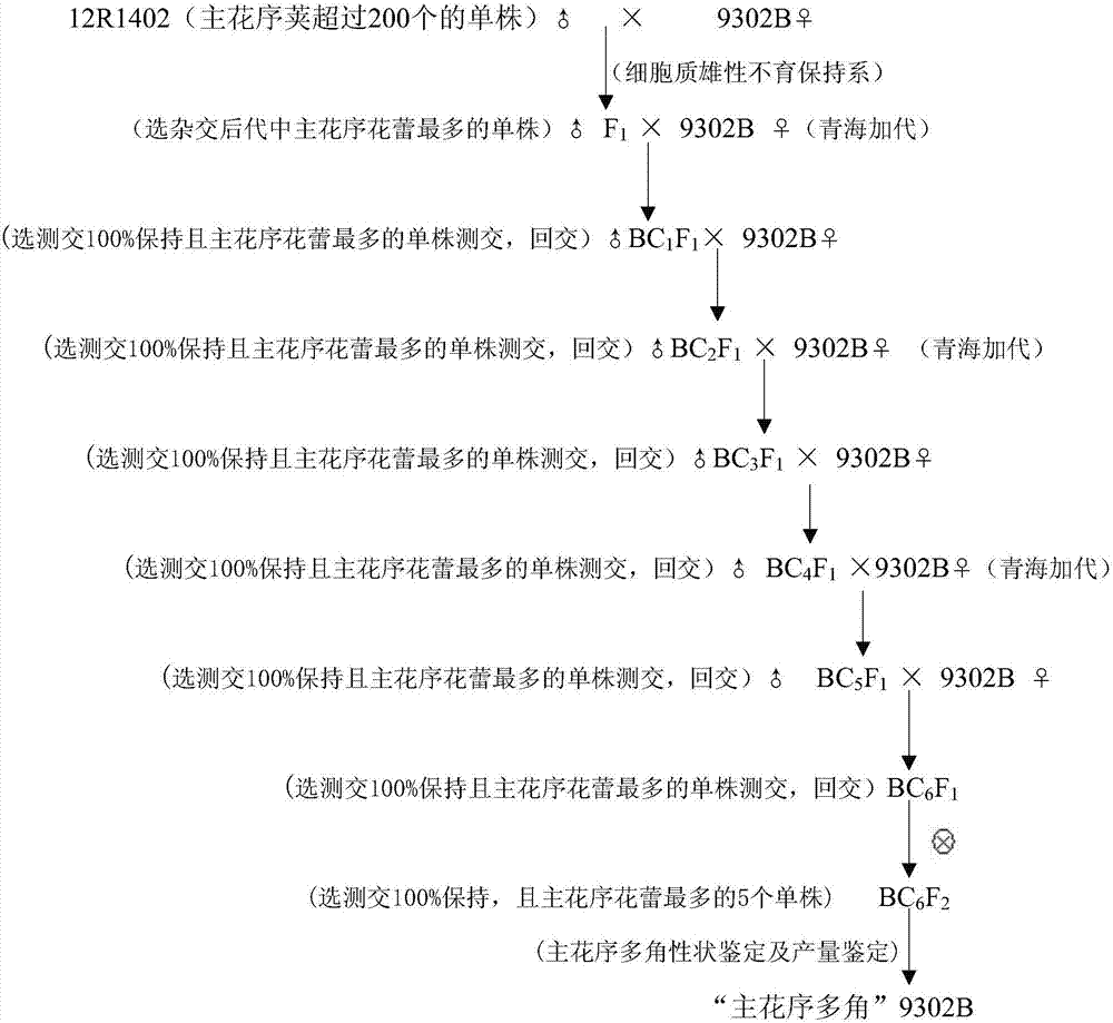 A kind of breeding method of the main inflorescence Brassica oleracea type hybrid rapeseed combination