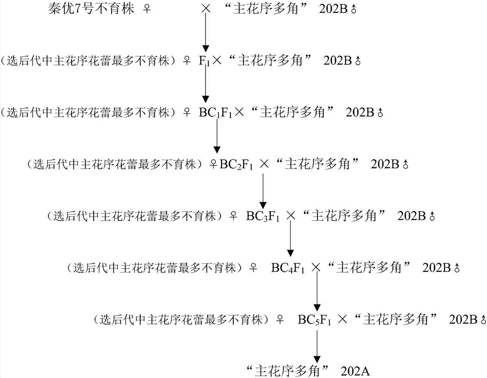 A kind of breeding method of the main inflorescence Brassica oleracea type hybrid rapeseed combination