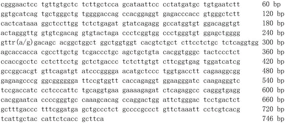 Molecular cloning and application of glp2r gene fragment related to pork quality traits