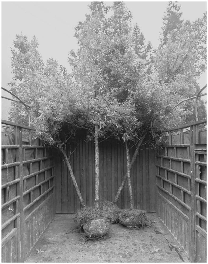 Big tree (seedling) transplanted on-site bagging method