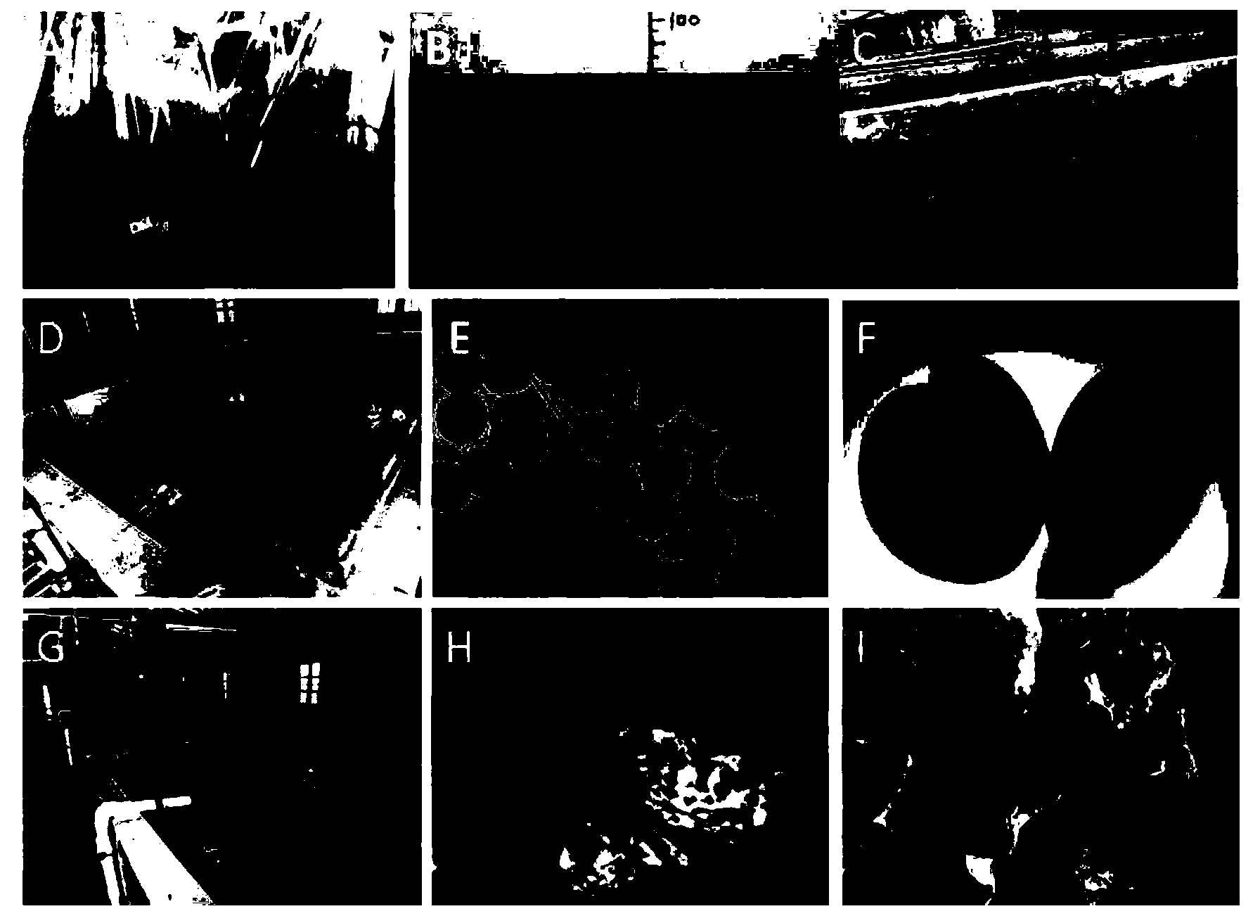 Method for large-scale indoor artificial breeding of Hong Kong oysters in coastal region of South China