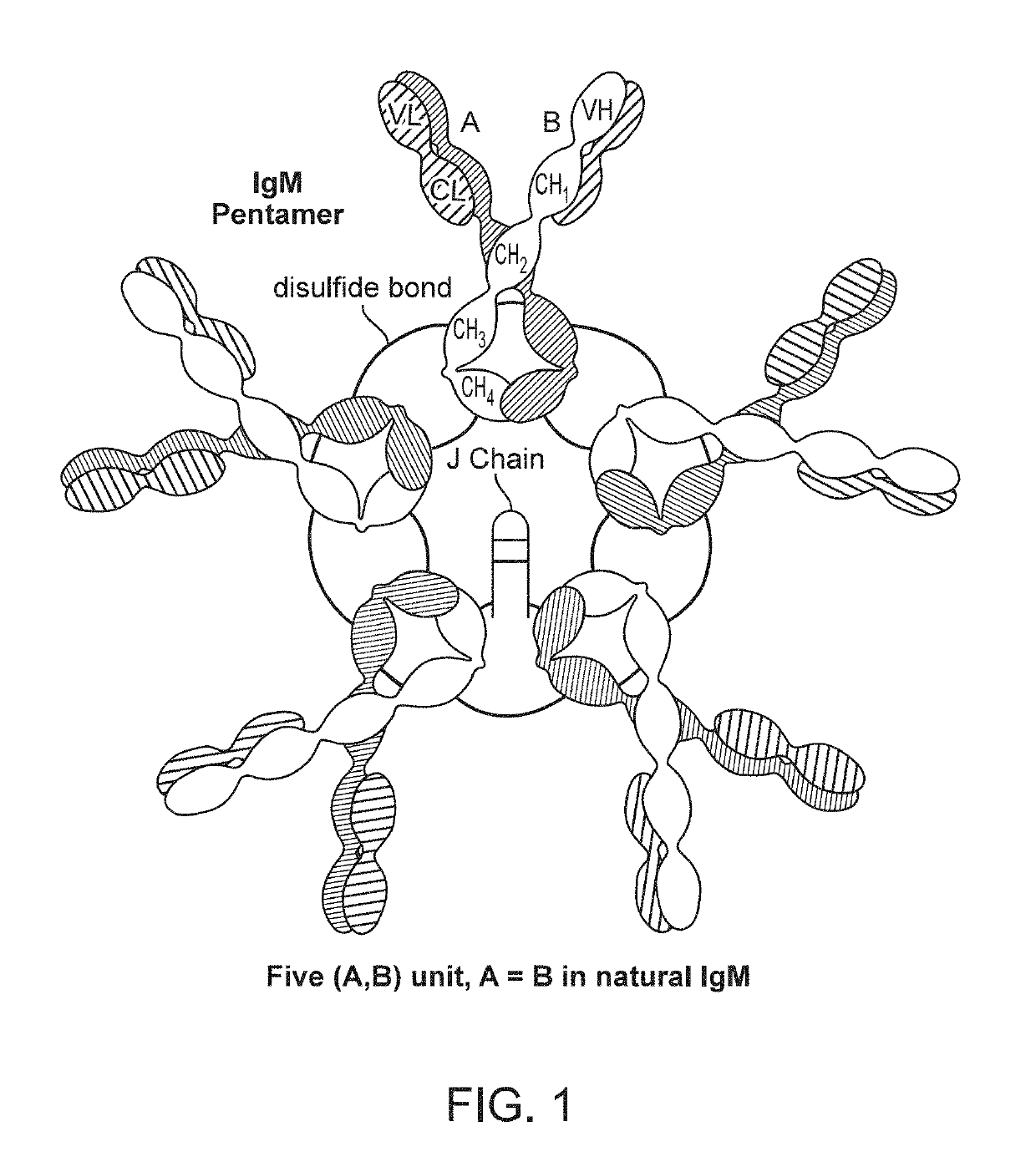 Binding molecules with modified j-chain