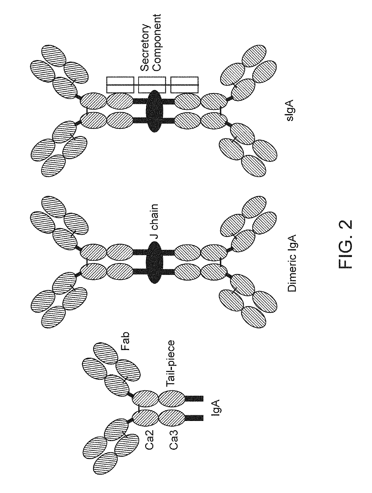 Binding molecules with modified j-chain