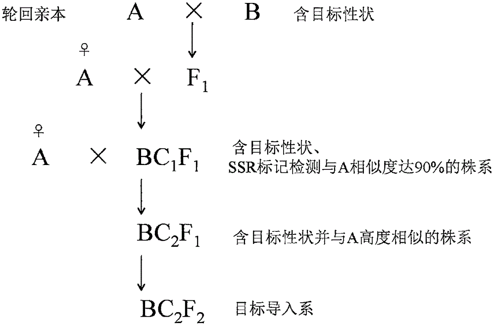 Breeding method for rapidly introducing rice target characters