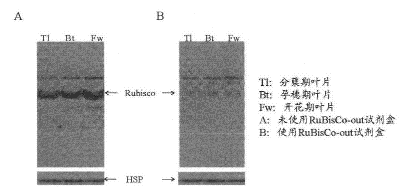 Reagent for removing nonspecific hybridization of western blot