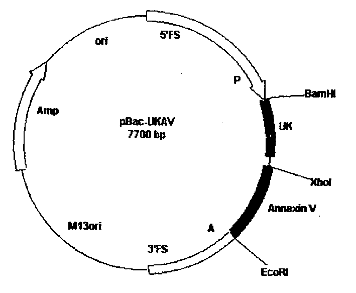 Method for producing antithrombotic medicine by using silk-worm