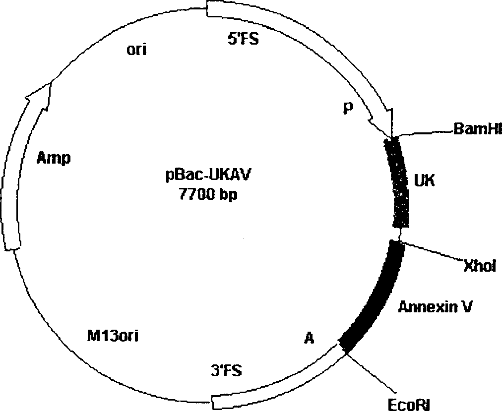 Method for producing antithrombotic medicine by using silk-worm