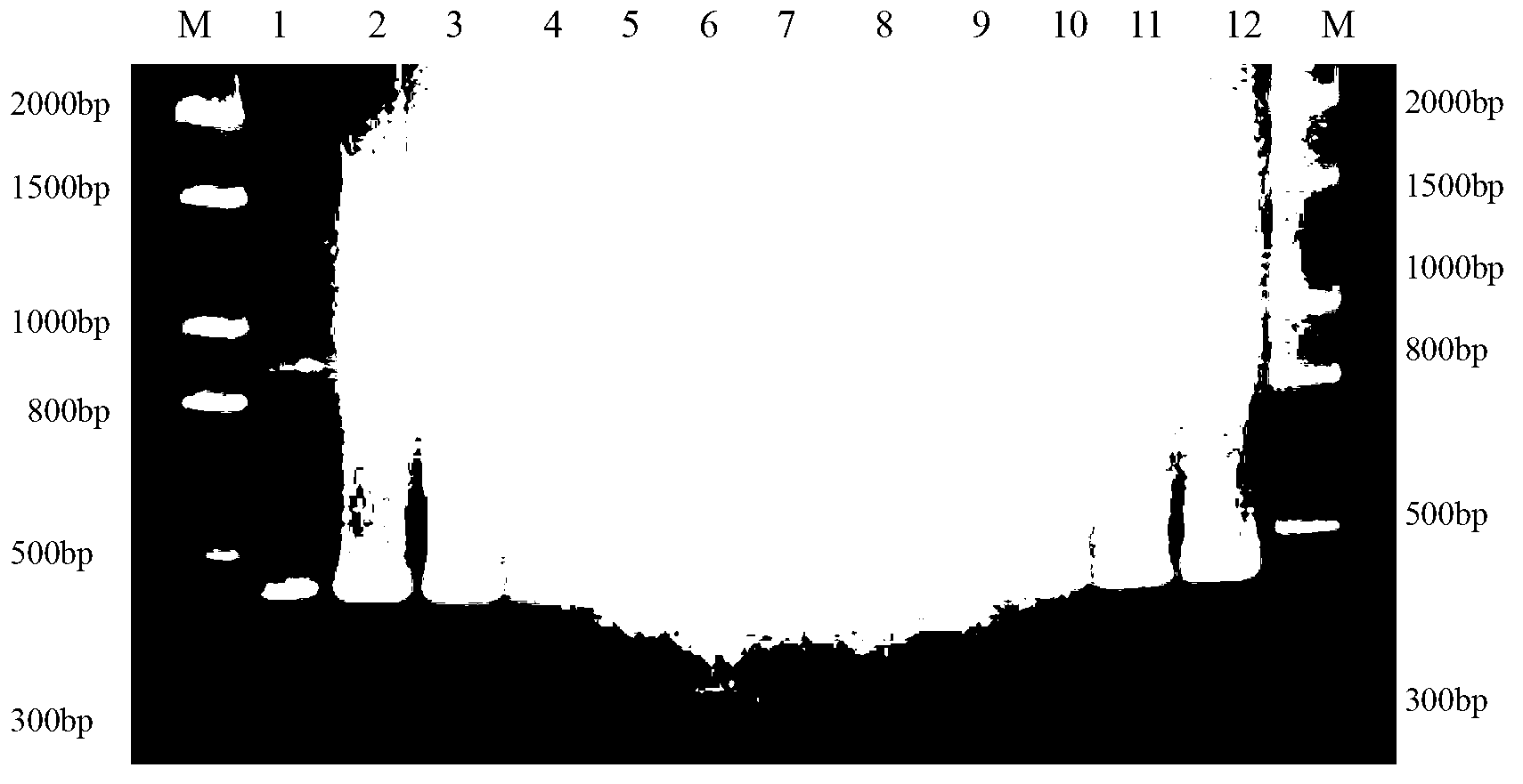 Method for identifying mating types of Lepista sordida protoplast monokaryons and special primer pair SR-1*10 therefor