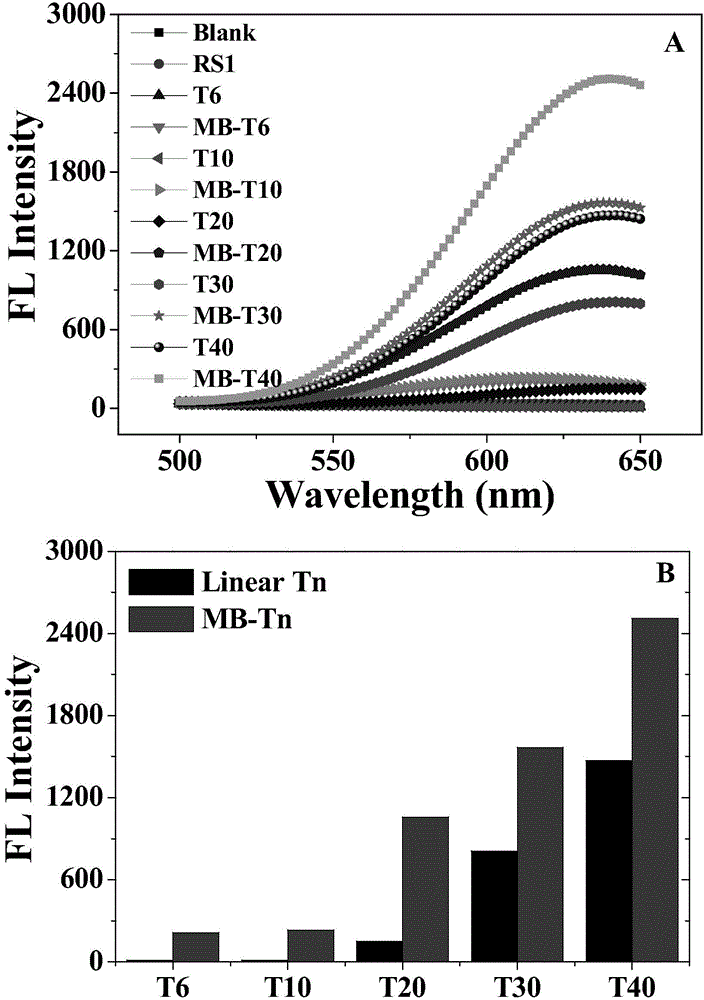 Hairpin DNA template of fluorescent nano copper clusters, and applications thereof