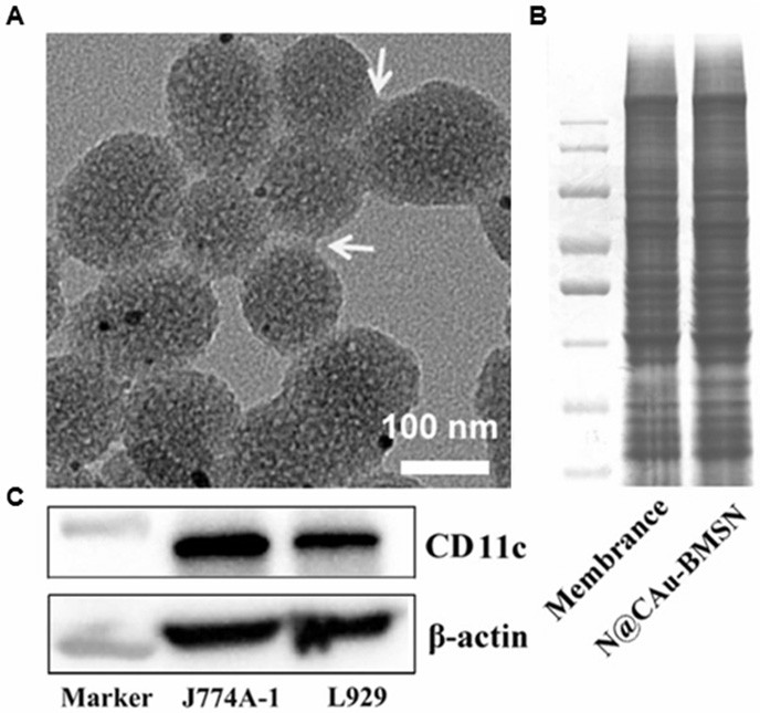 Biomimetic nanomaterials and preparation methods thereof for sonodynamic/gas synergistic anti-tumor therapy