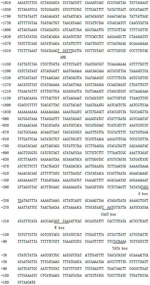 Promoter for regulating and controlling expression of gene in glandular trichomes and application of promoter