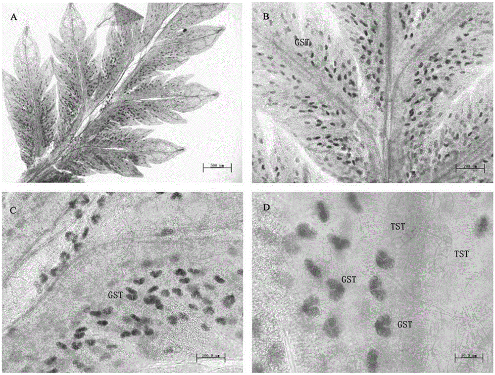 Promoter for regulating and controlling expression of gene in glandular trichomes and application of promoter