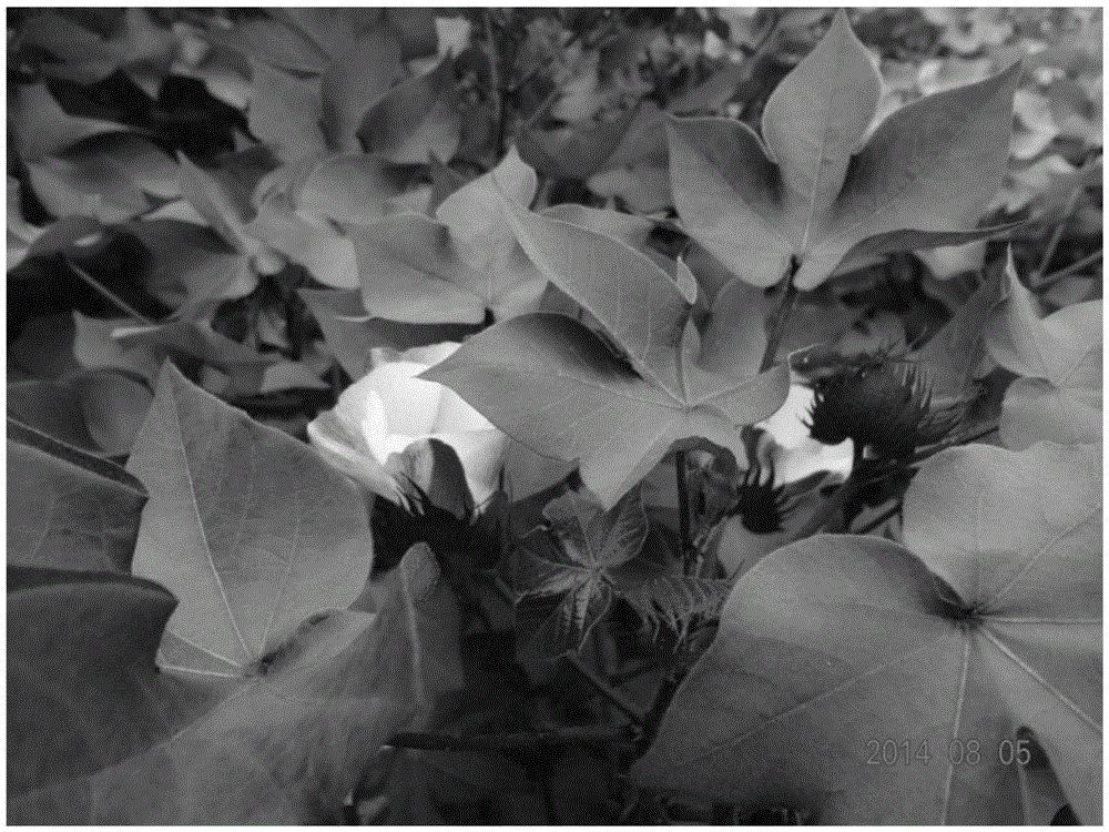 Ornamental cotton hybrid seed production method