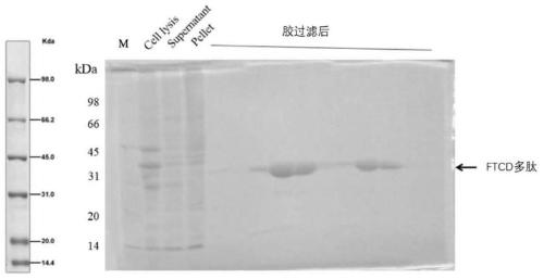 Polypeptides having deepoxidation catalytic activity, and encoding nucleic acids and application thereof