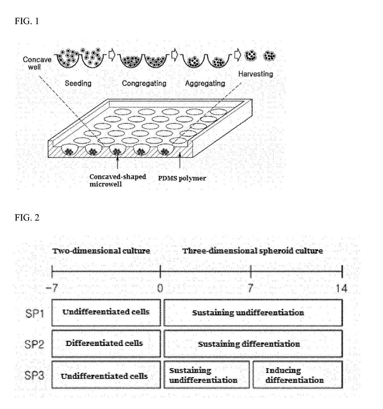 Method for culturing differentiation-promoting and -sustaining spheroid form of tonsil-derived stem cells