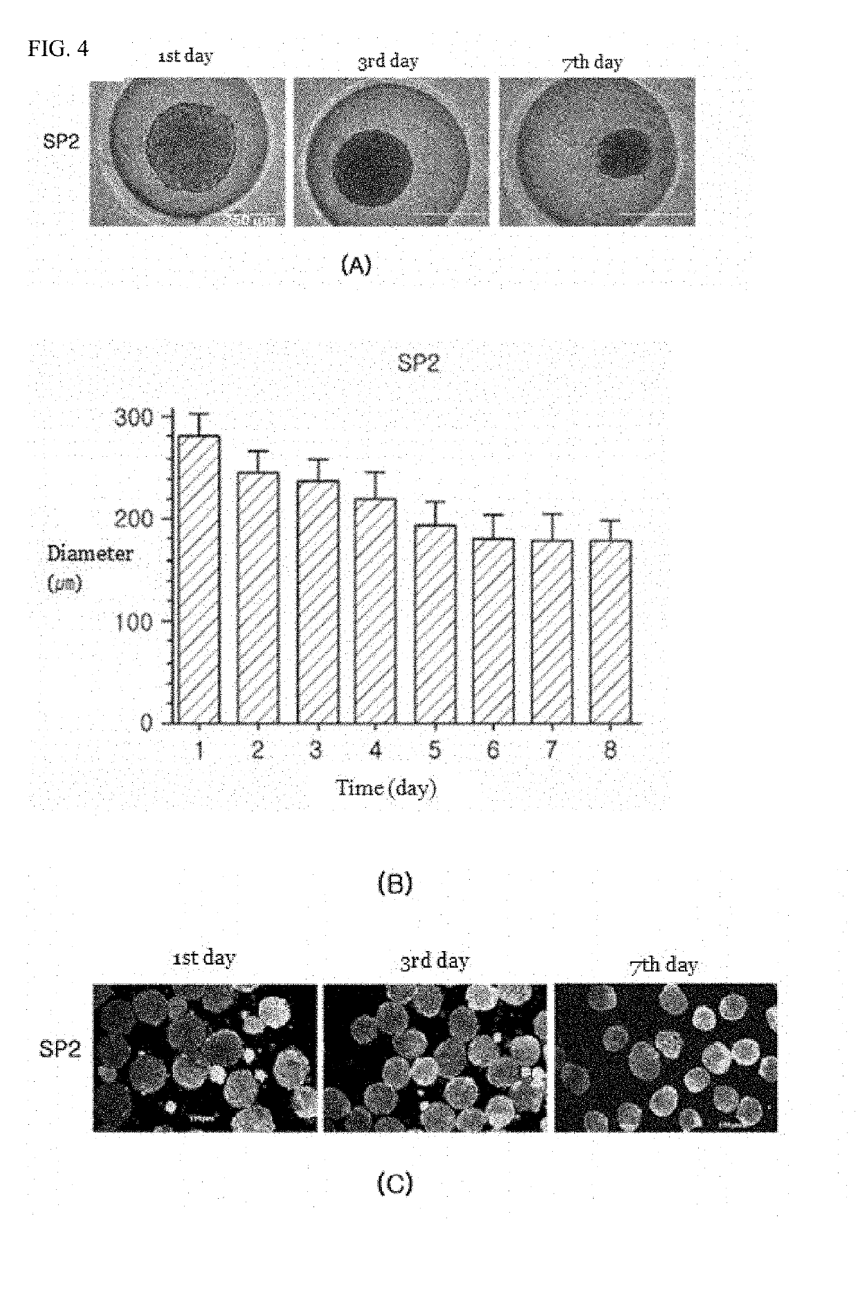 Method for culturing differentiation-promoting and -sustaining spheroid form of tonsil-derived stem cells